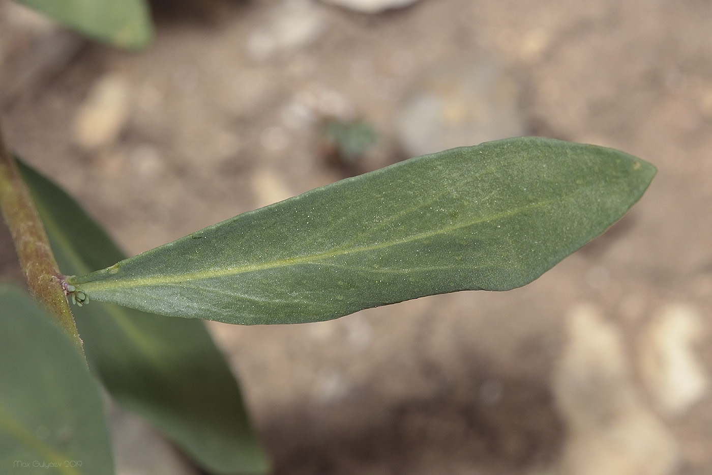 Image of Haplophyllum suaveolens specimen.