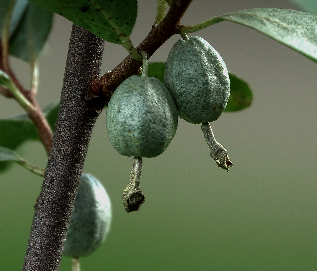 Изображение особи Elaeagnus commutata.