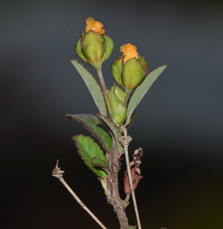 Изображение особи Sida rhombifolia.