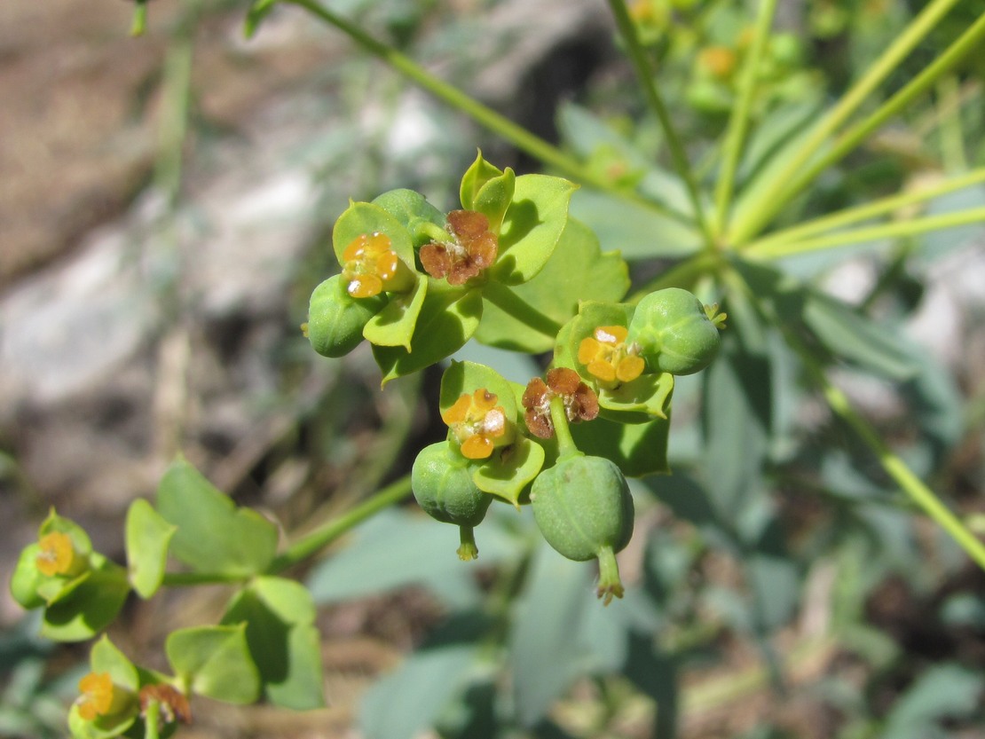 Image of Euphorbia seguieriana specimen.