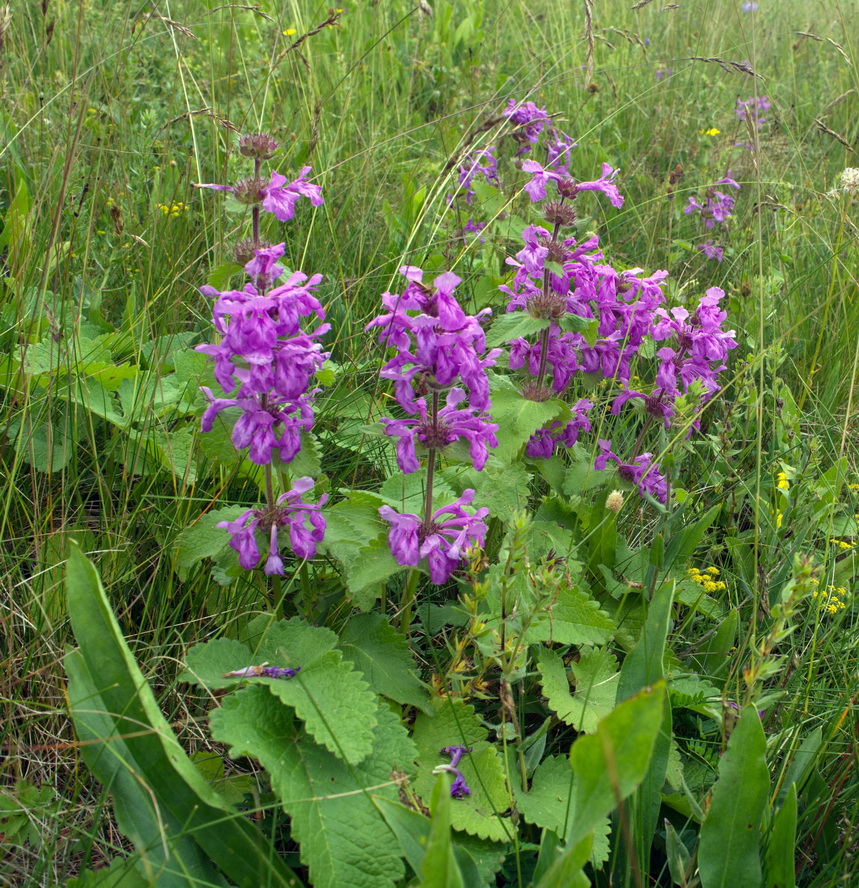 Изображение особи Betonica macrantha.