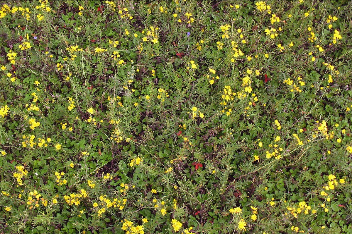 Изображение особи Hieracium umbellatum.