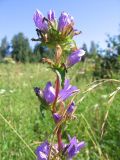 Campanula glomerata