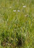 Parnassia palustris