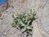 Sideritis euxina