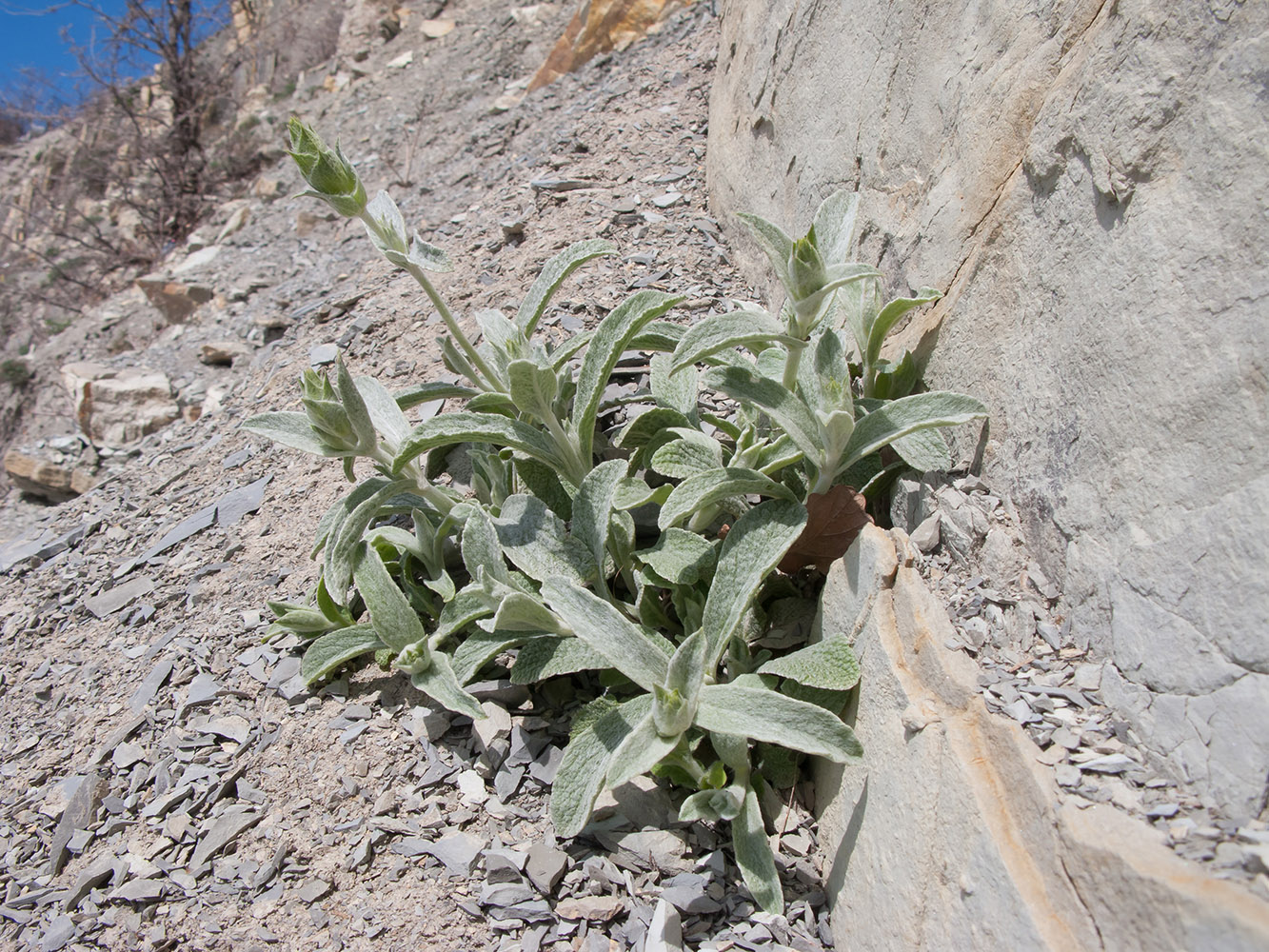 Image of Sideritis euxina specimen.