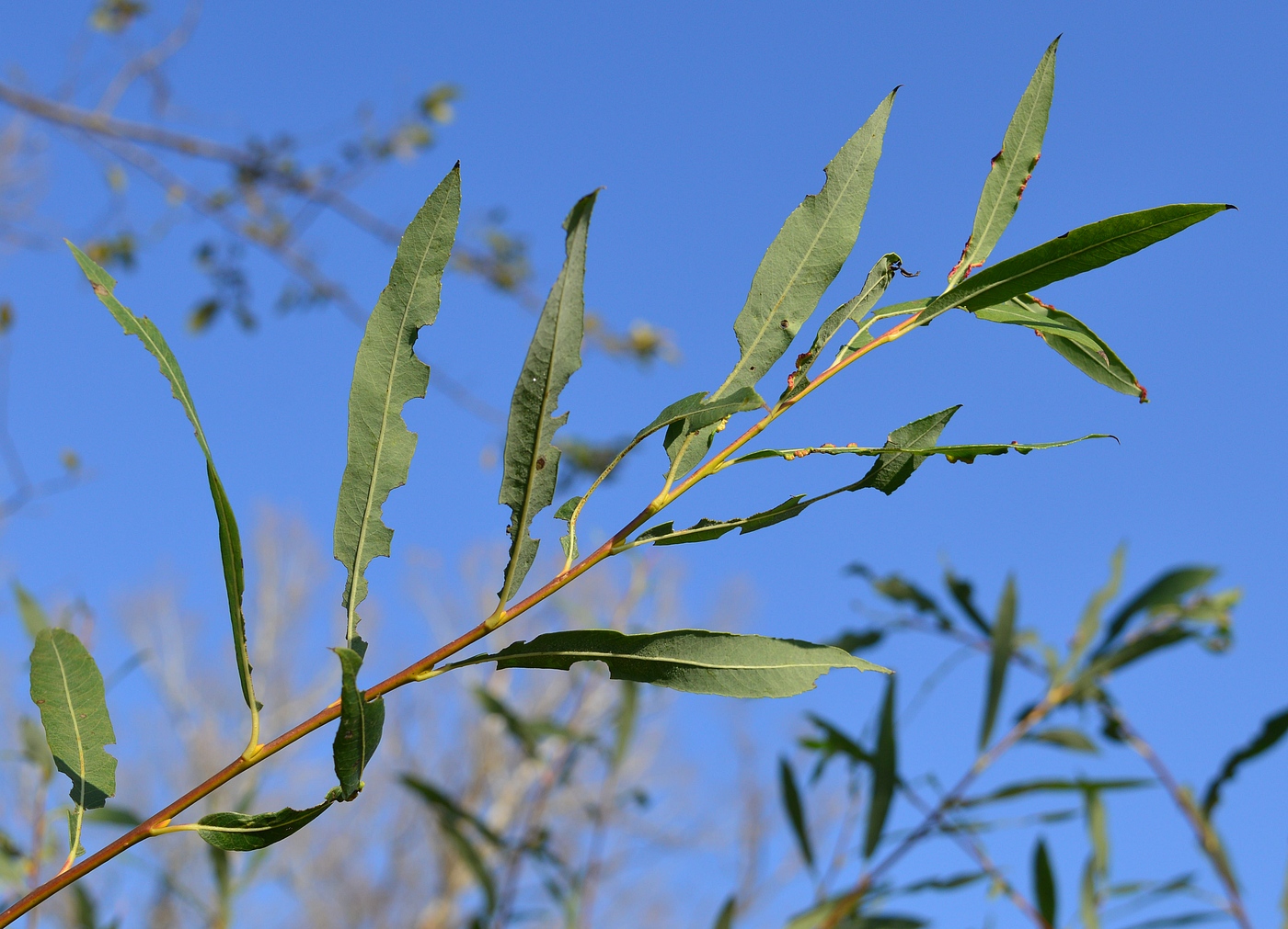 Image of Salix vinogradovii specimen.