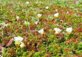 Diapensia obovata