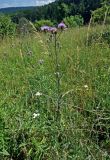 Centaurea scabiosa. Цветущее растение. Сербия, национальный парк Тара, плоскогорье Равна Тара, луг. 08.07.2019.