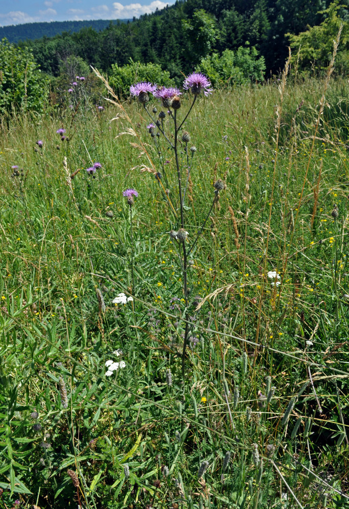 Image of Centaurea scabiosa specimen.