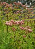 Eupatorium cannabinum