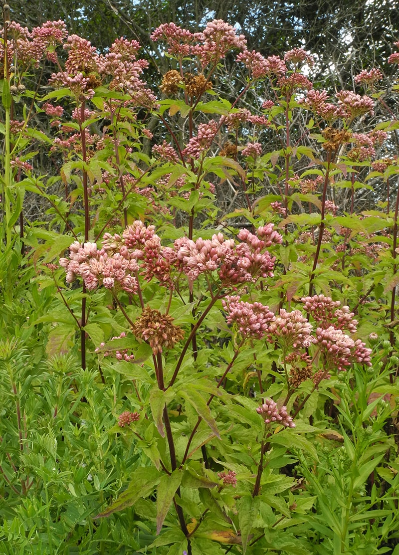 Image of Eupatorium cannabinum specimen.