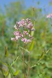 Trachomitum lancifolium