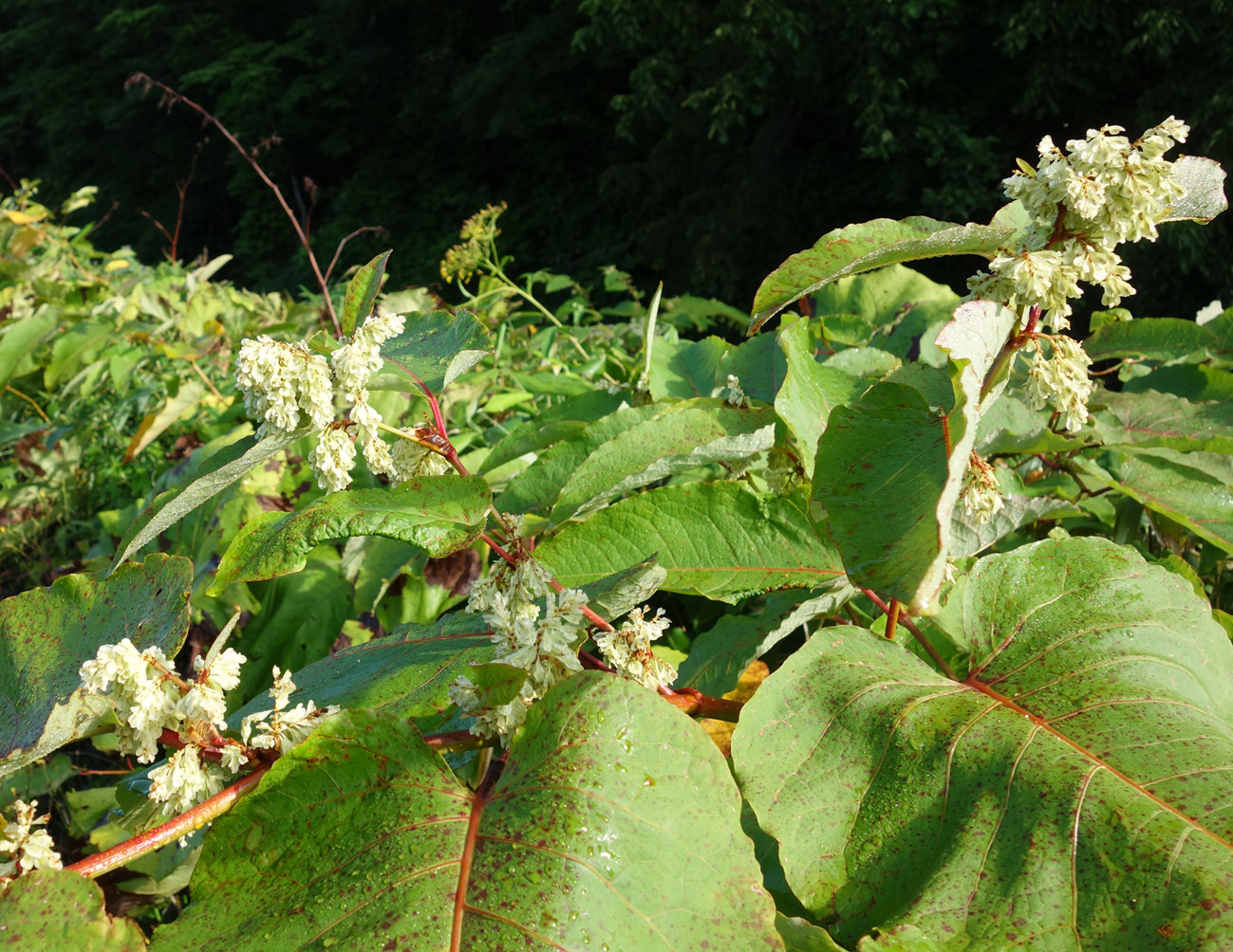 Изображение особи Reynoutria sachalinensis.