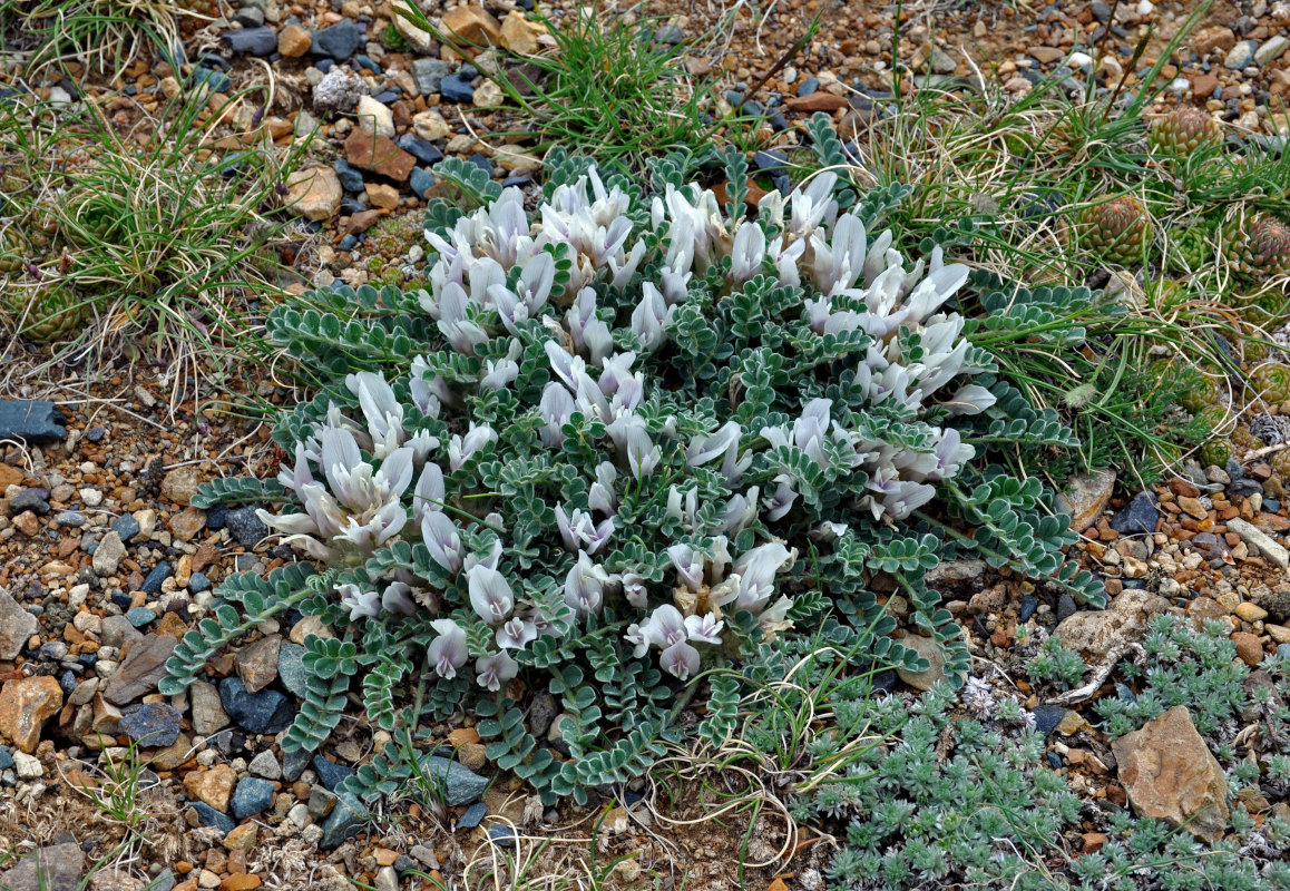 Изображение особи Astragalus hypogaeus.