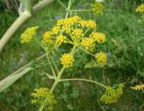 Ferula kelleri