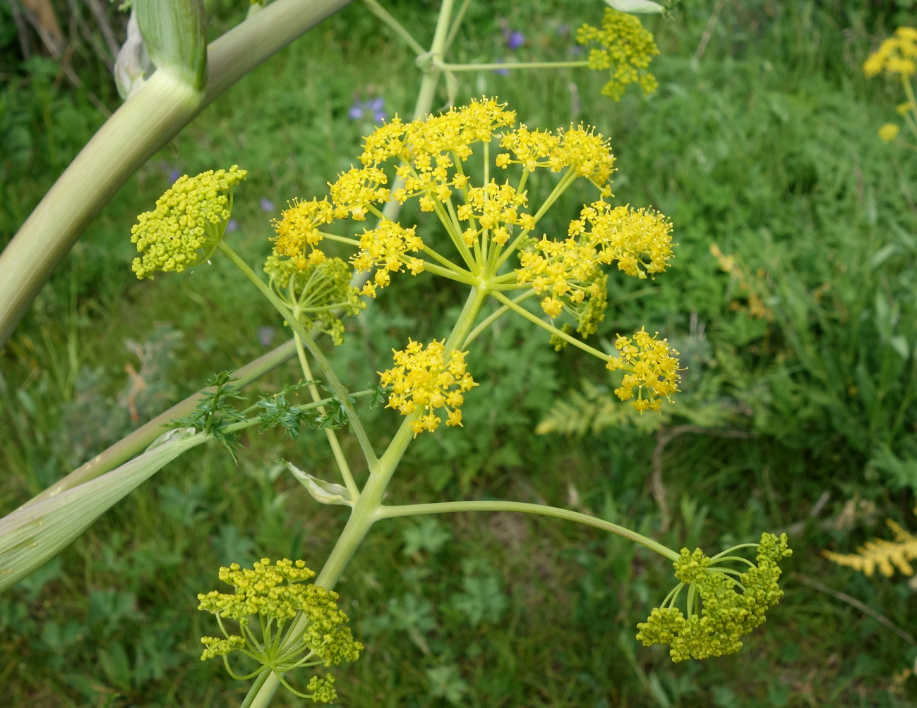 Изображение особи Ferula kelleri.