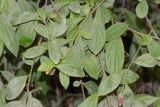 Barnadesia dombeyana