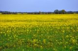 Barbarea vulgaris. Цветущие растения. Новгородская обл., окр. г. Старая Русса, поле на окраине города. 11.05.2019.