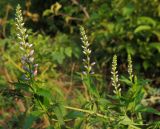 Veronica longifolia