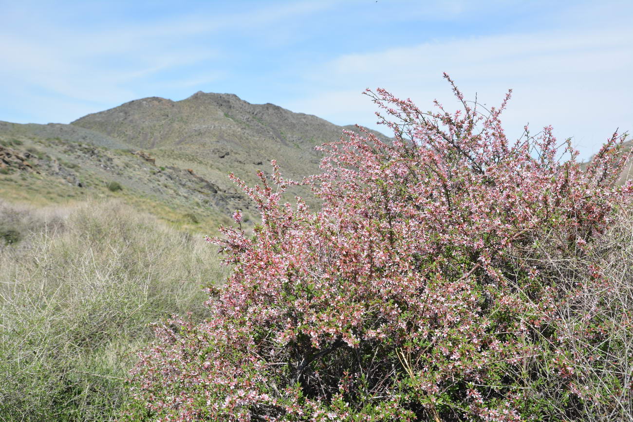 Image of Cerasus tianshanica specimen.