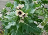 Hyoscyamus niger. Верхушка цветущего растения. Кыргызстан, Иссык-Кульская обл., восточная окр. с. Бостери, пустырь южнее ул. Мамытова. 02.06.2019.