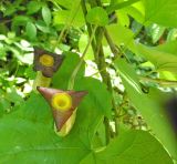 Aristolochia manshuriensis. Цветки. Польша, г. Рогов, арборетум, в культуре. 29.05.2018.