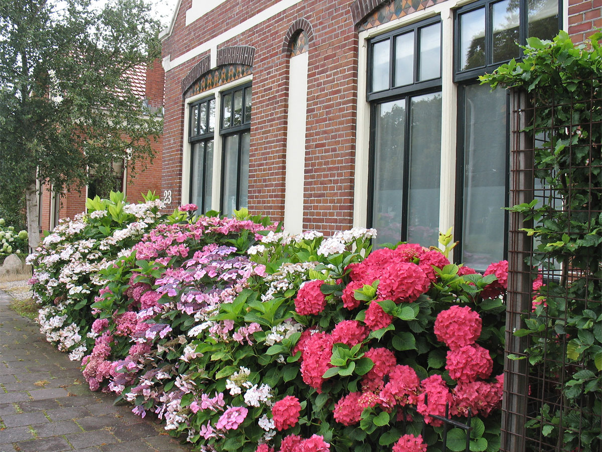 Image of Hydrangea macrophylla specimen.