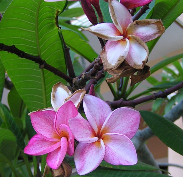 Изображение особи Plumeria rubra.