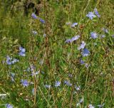 Cichorium intybus