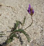 Astragalus onobrychis. Цветущее растение. Краснодарский край, Ейский р-н, ракушечный пляж на берегу Ясенского залива. 24.08.2010.