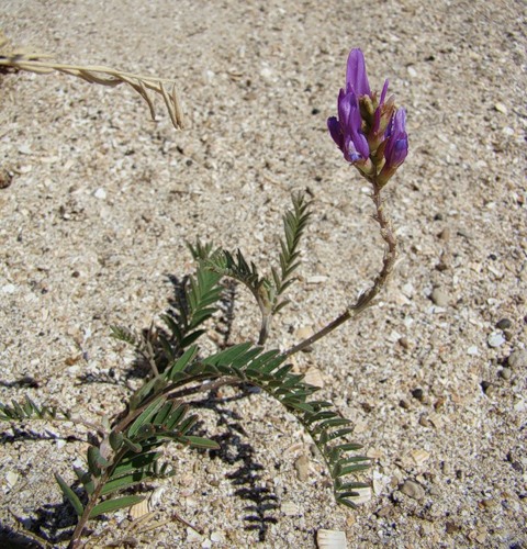 Image of Astragalus onobrychis specimen.