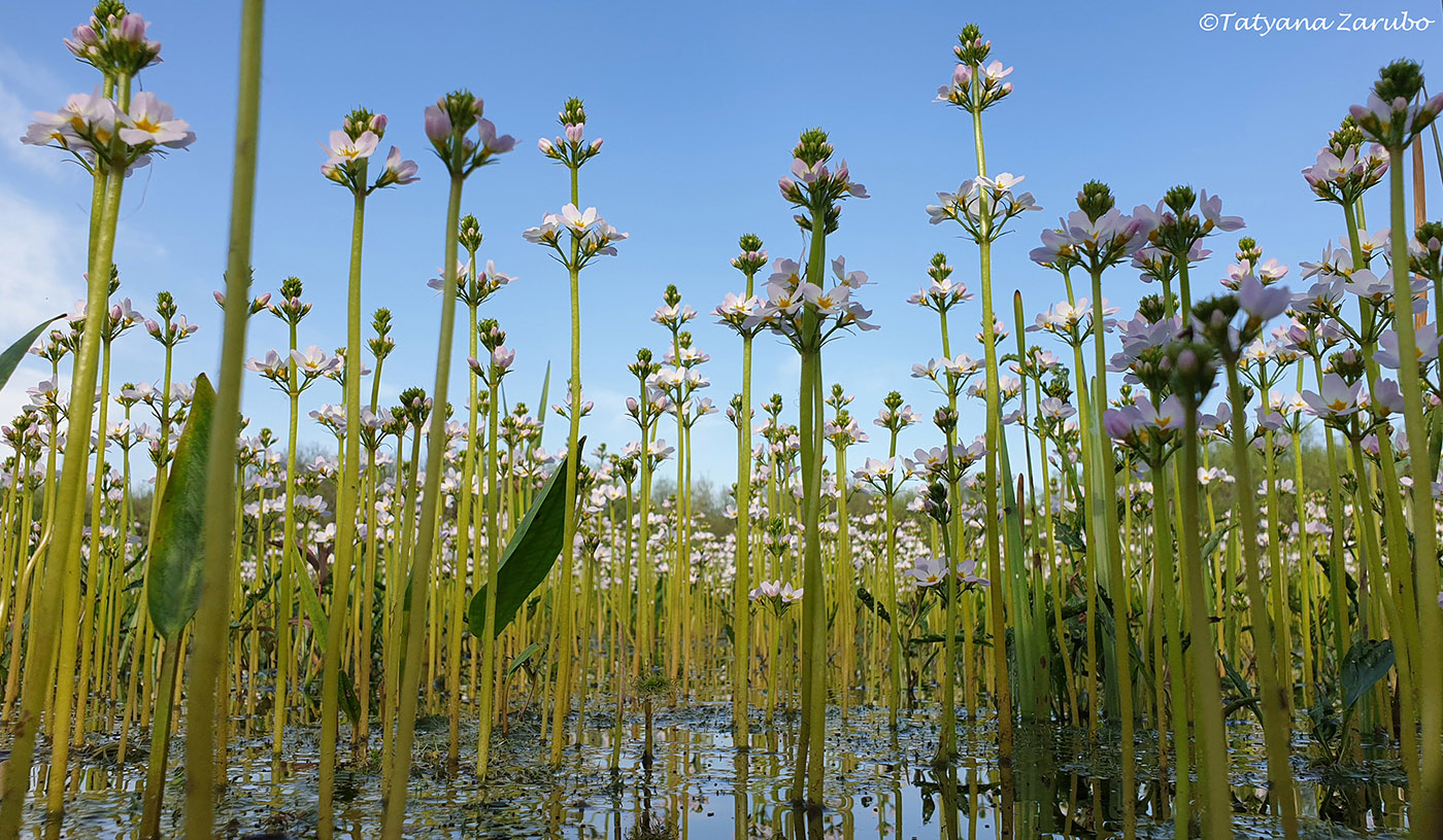 Изображение особи Hottonia palustris.