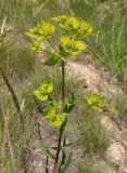 род Euphorbia