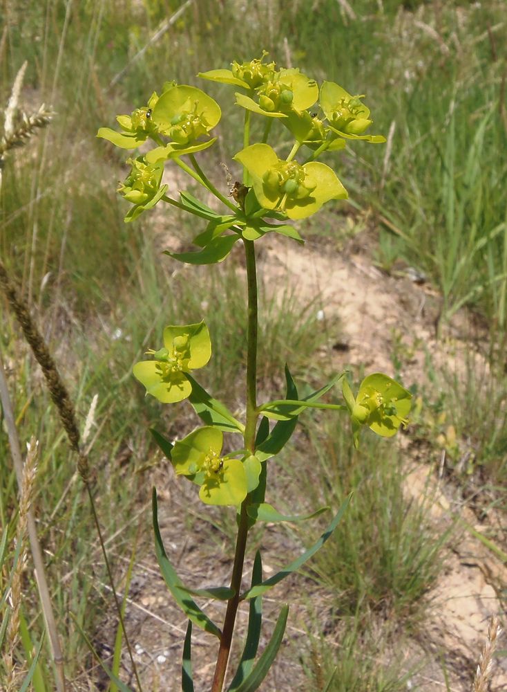 Изображение особи род Euphorbia.