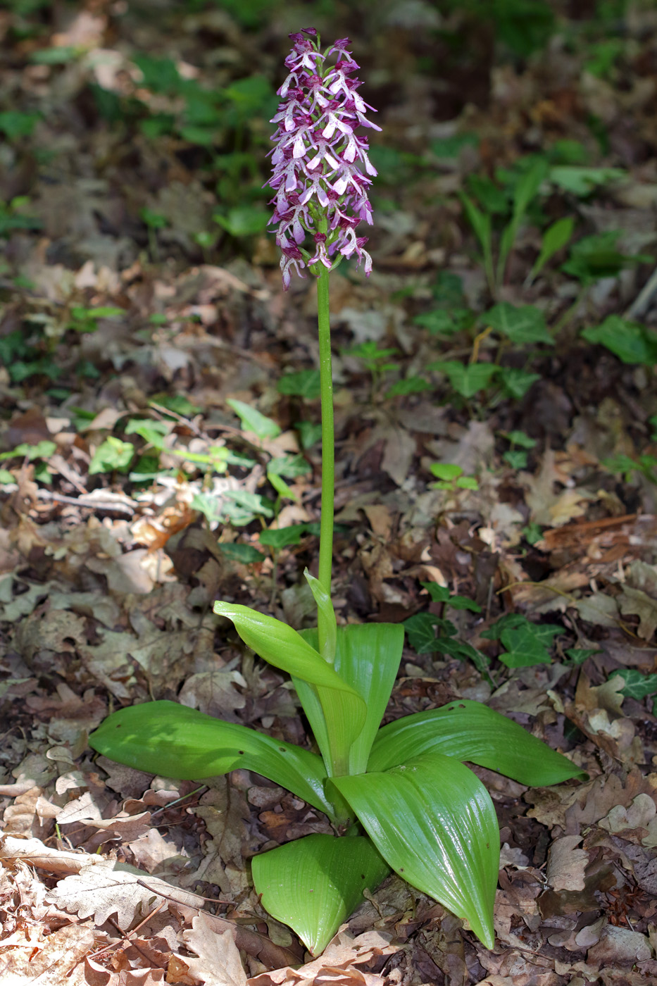 Image of Orchis purpurea ssp. caucasica specimen.