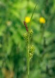 Carex pallescens