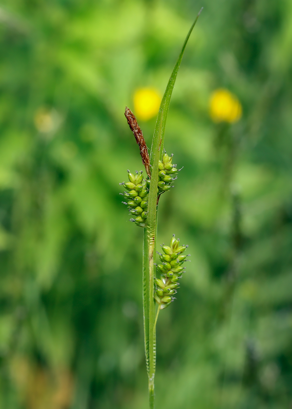 Image of Carex pallescens specimen.