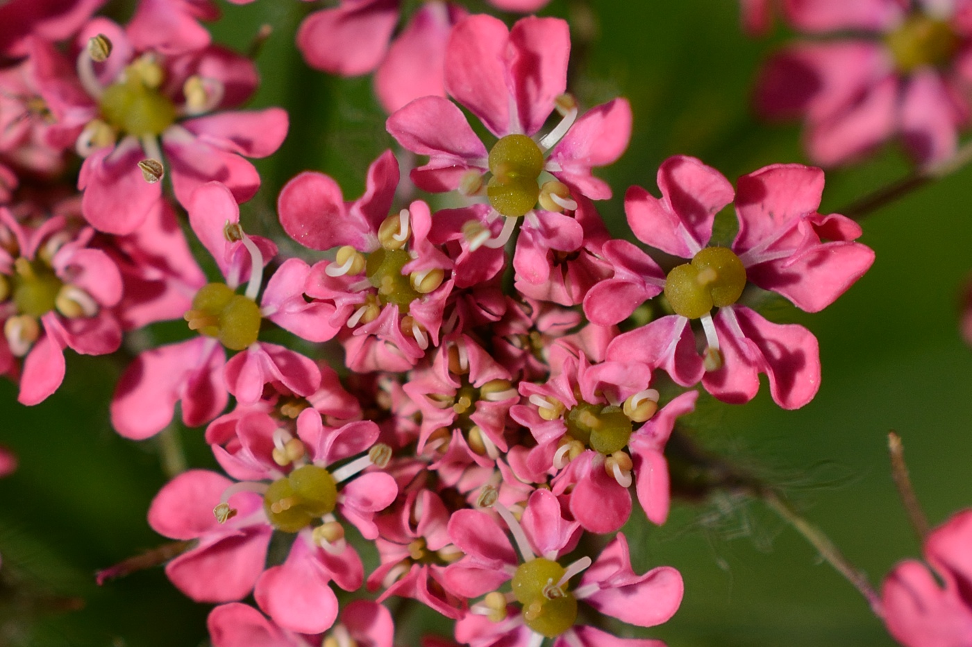 Изображение особи Chaerophyllum rubellum.