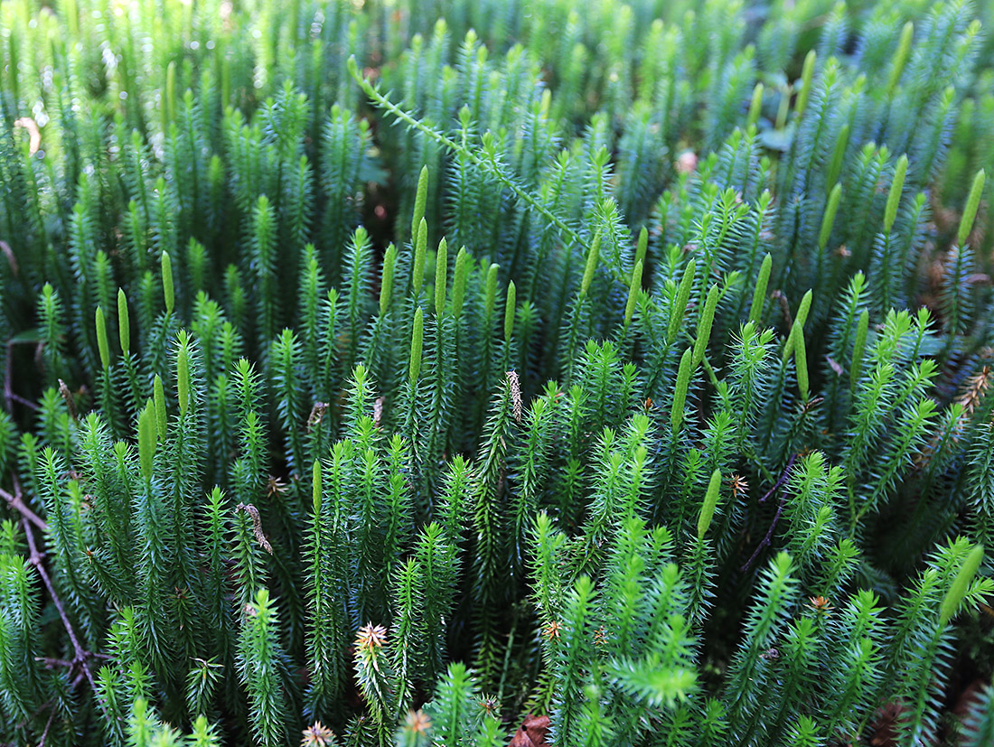 Изображение особи Lycopodium annotinum.