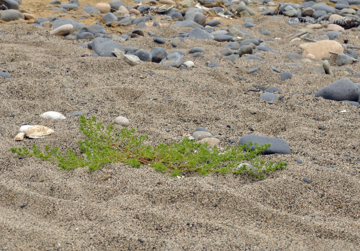 Image of Salsola komarovii specimen.