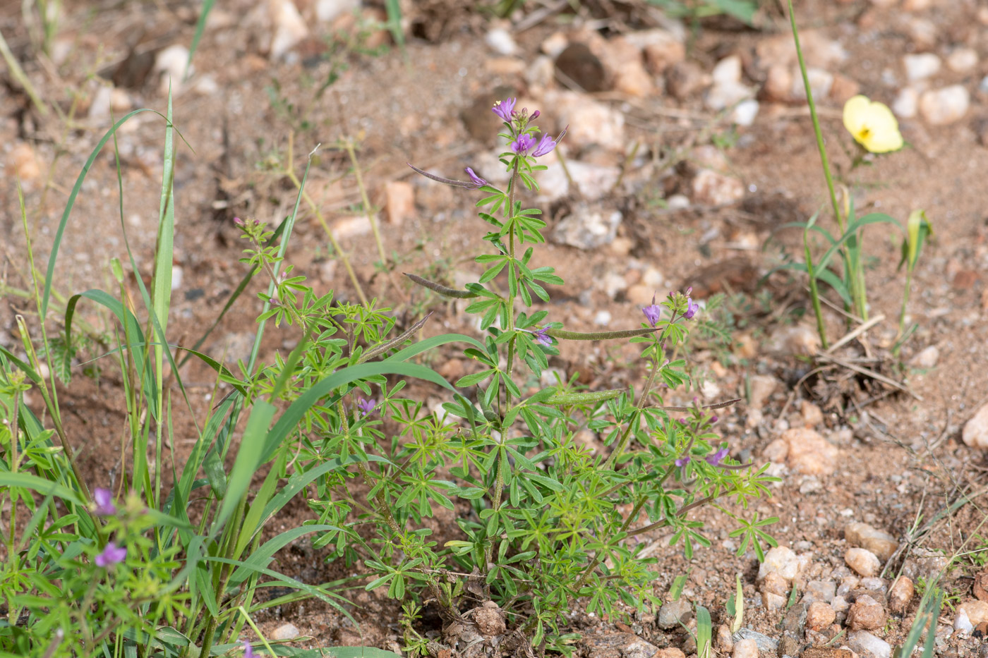 Изображение особи Cleome rubella.