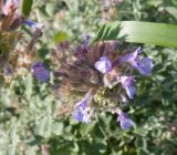 Nepeta × faassenii