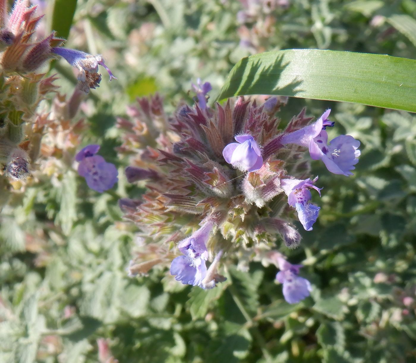 Изображение особи Nepeta × faassenii.