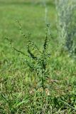 Lappula squarrosa