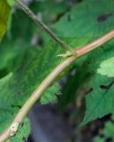 Rubus odoratus