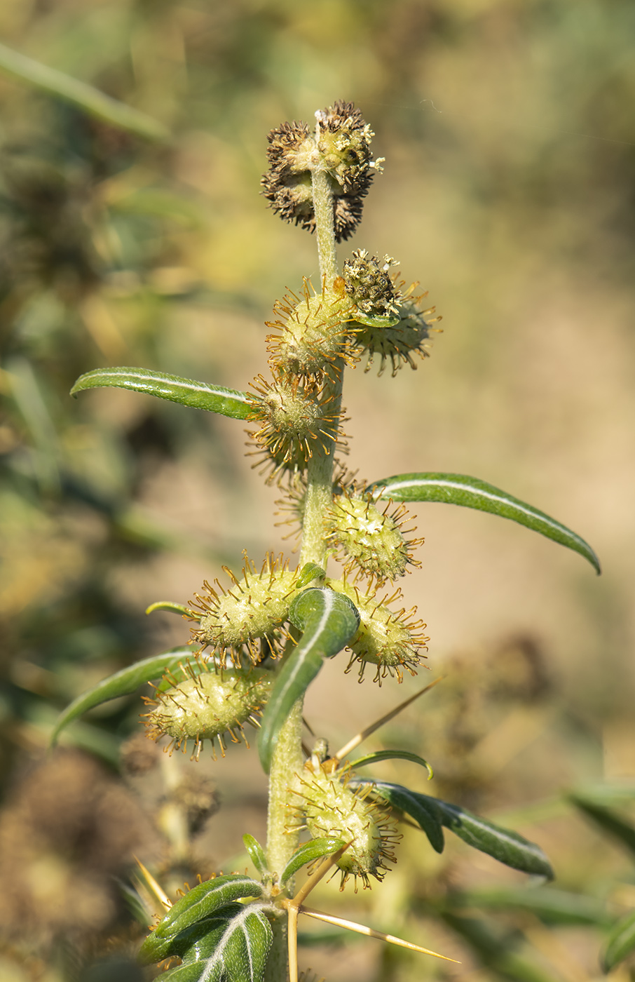 Image of Xanthium spinosum specimen.