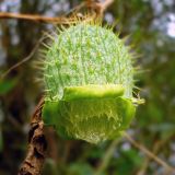 Echinocystis lobata. Вскрывшийся плод. Чувашия, окр. г. Шумерля, правый берег р. Сура, Сурский затон. 10 сентября 2008 г.