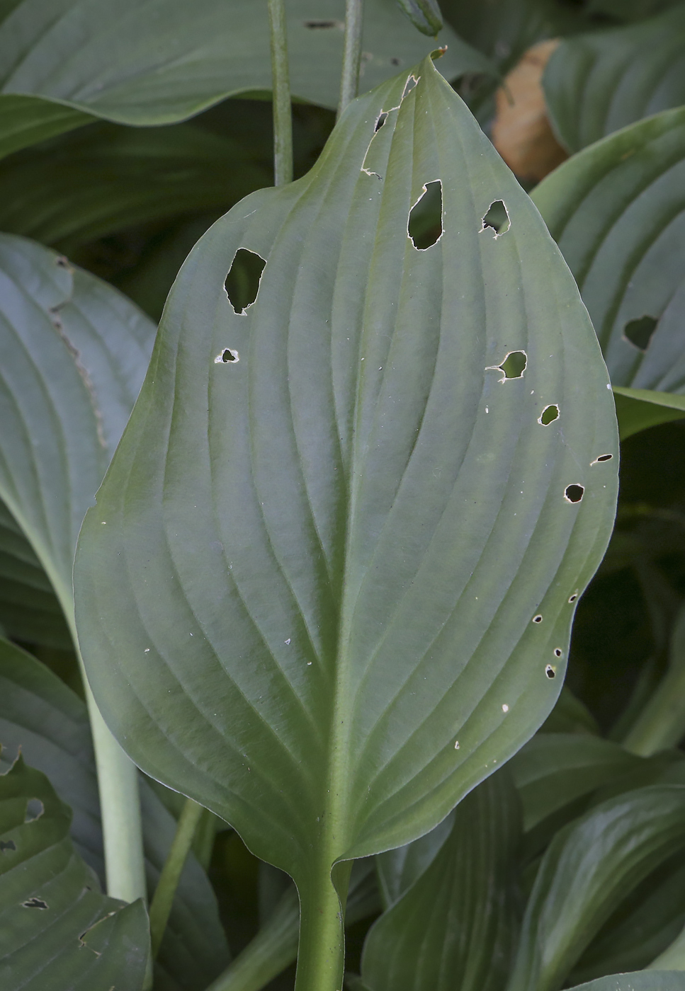 Изображение особи род Hosta.