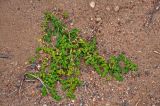 Herniaria glabra